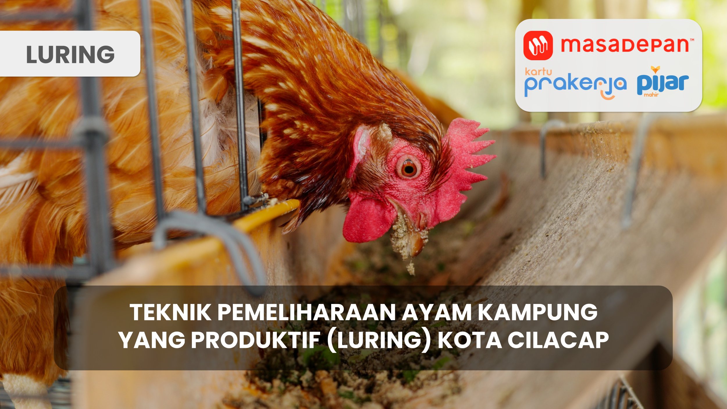 Teknik Pemeliharaan Ayam Kampung Yang Produktif (Luring) Kota Cilacap